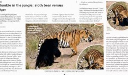 1虎1席谈在线观看,深度解析热点话题，洞察社会脉动