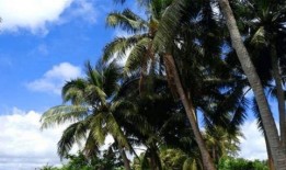 娱乐吃瓜酱椰树,娱乐吃瓜酱椰树，带你领略热带风情