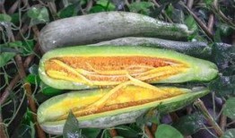 网红同款吃瓜图片高清壁纸,高清视觉盛宴