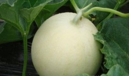 甜瓜人最新版本爆料,全新技能与剧情等你探索