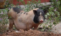 猪密密在线观看伦理