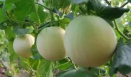 甜瓜人最新版本爆料,全新技能与剧情等你探索