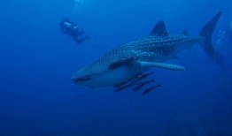 巨鱼下集电影在线观看,深海奇遇再续篇在线观影指南